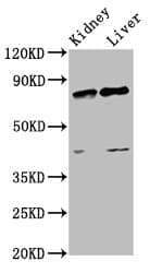SUZ12 Antibody