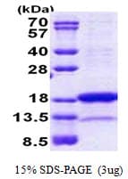 Human PNRC2 Protein (Recombinant His)