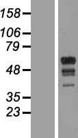MARCH10 Protein (Over-Expression Lysate Myc-DDK (Flag))
