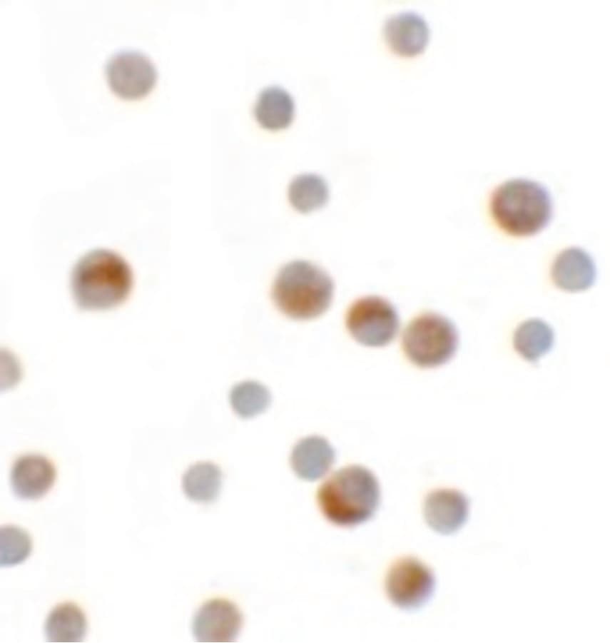 IHC-plus™ YPEL1 Antibody