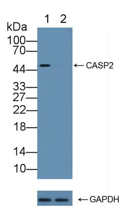 CASP2 / Caspase 2 Antibody (aa334-452)