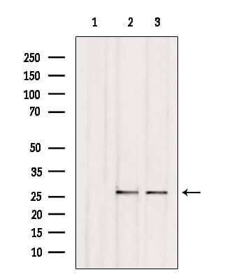 C1QL3 Antibody