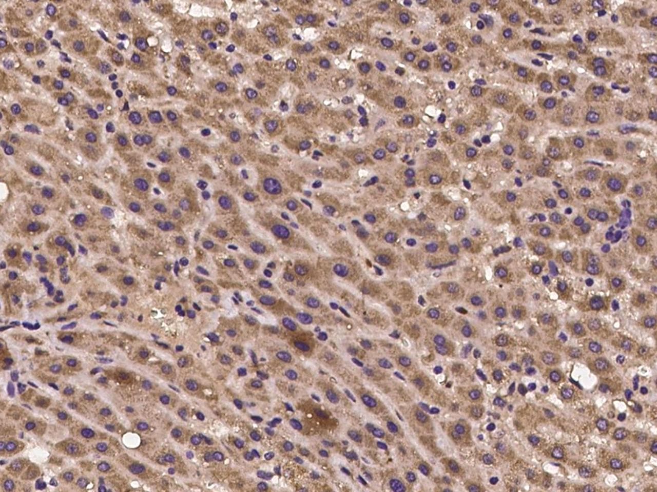 CRIPT Antibody