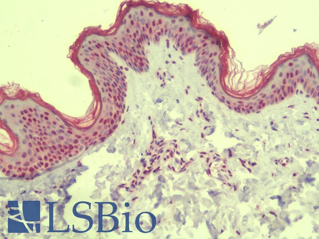 IHC-plus™ MS4A6A / MS4A Antibody