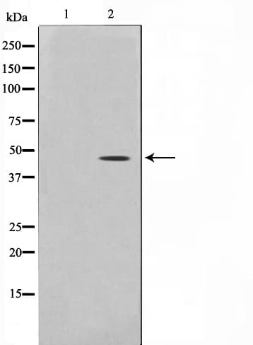 ACTB / Beta Actin Antibody