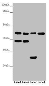 DSN1 Antibody