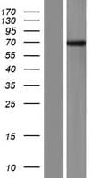 FBX33 / FBXO33 Protein (Over-Expression Lysate Myc-DDK (Flag))