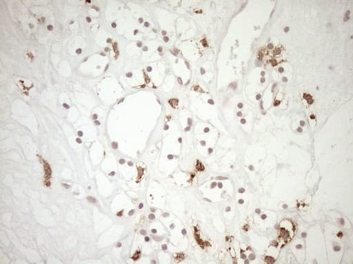 FBP / FOLR2 Antibody (aa20-221, clone OTI5B1)