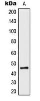 F2R / Thrombin Receptor / PAR1 Antibody (N-Terminus)
