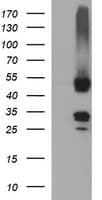 MFAP3 Antibody (clone OTI1B3, Carrier-free)