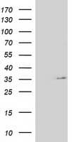 NUDT6 Antibody (clone OTI9F5)