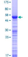 Human WIBG Protein (Recombinant GST)