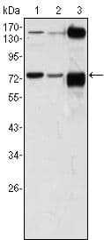 ATP2C1 Antibody (clone 4G12)