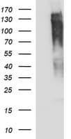 RAPGEF1 Antibody (clone OTI3H5)