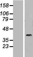 DNAJB6 Protein (Over-Expression Lysate Myc-DDK (Flag))