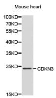 CDKN3 / KAP Antibody