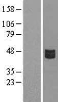 CRLF3 Protein (Over-Expression Lysate Myc-DDK (Flag))