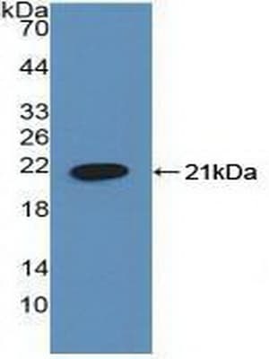SMARCA3 / HLTF Antibody (aa837-996, APC)