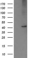 CPA2 Antibody (clone OTI3D8)