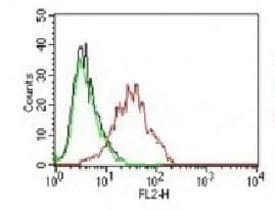 ER Alpha / Estrogen Receptor Antibody (aa2-185, clone NR3Ga-3)