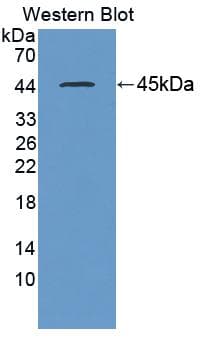 DHPS Antibody (aa1-369, Cy3)