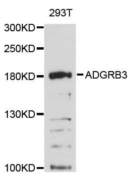 ADGRB3 / BAI3 Antibody