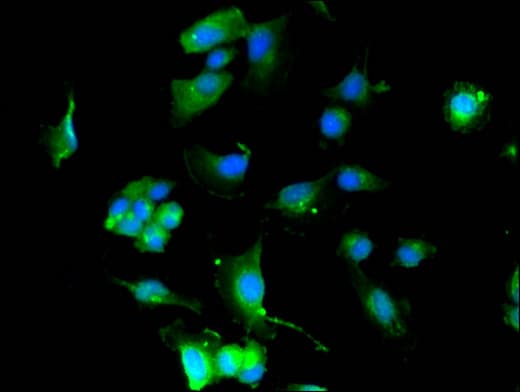 KCNQ4 Antibody