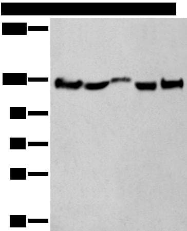 CNTN1 / gp135 / Contactin 1 Antibody
