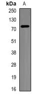 IHC-plus™ BTRCP / BETA-TRCP Antibody