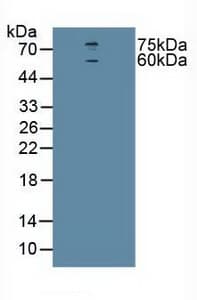 CHRNA4 / NACHR Antibody (aa49-242, APC)