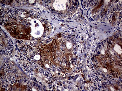 p16INK4a / CDKN2A Antibody (clone OTI4H4, Carrier-free)