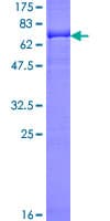 Human PDPK1 / PDK1 Protein (Recombinant GST)