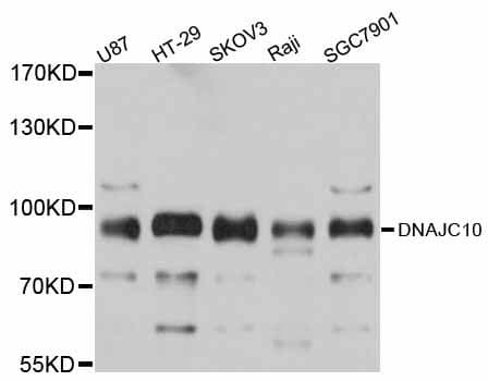 DNAJC10 Antibody