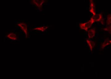 EXOG / ENDOGL1 Antibody