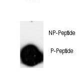 Polyclonal Rabbit anti-Human LINGO1 Antibody (phospho-Ser596)