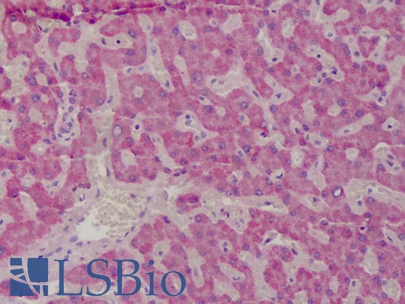 IHC-plus™ GSTM1 Antibody