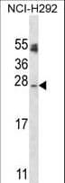 ATG10 Antibody (aa96-121)