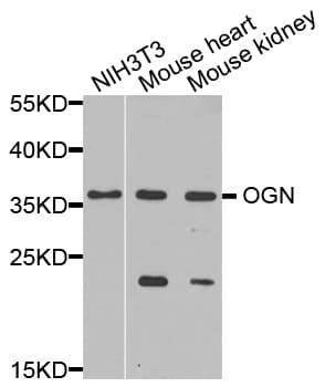 Osteoglycin / Mimecan Antibody