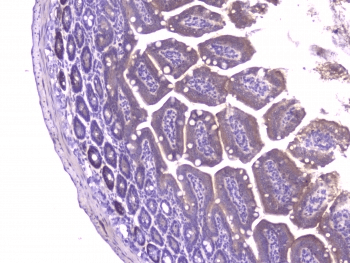 CCL8 / MCP2 Antibody