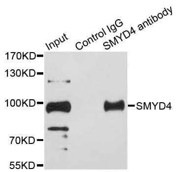Polyclonal Rabbit anti-Human SMYD4 Antibody (IHC, IF, WB)