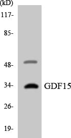GDF15 Antibody (aa15-64)