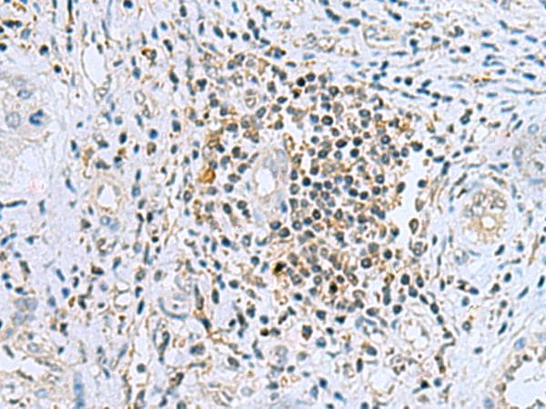 DHRS7B Antibody