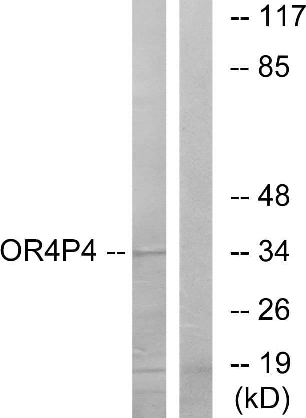 Polyclonal Rabbit anti-Human OR4P4 Antibody (aa260-309, IF, WB)