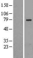 SLU7 / 9G8 Protein (Over-Expression Lysate Myc-DDK (Flag))