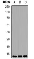 Monoclonal Mouse anti-Human HIST1H3H Antibody (IHC, WB)