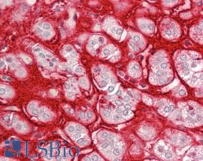 IHC-plus™ Monoclonal Mouse anti-Chicken Chondroitin Sulfate Antibody (clone CS-56, IHC, IF)