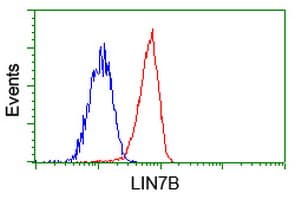 LIN7B Antibody (clone OTI1F11)
