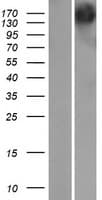 GEMIN5 Protein (Over-Expression Lysate Myc-DDK (Flag))