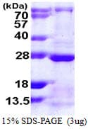 Human RAB13 Protein (Recombinant His)