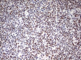CD5 Antibody (clone OTI10F4)